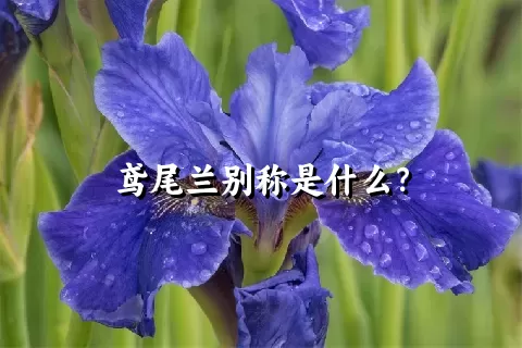 鸢尾兰别称是什么？