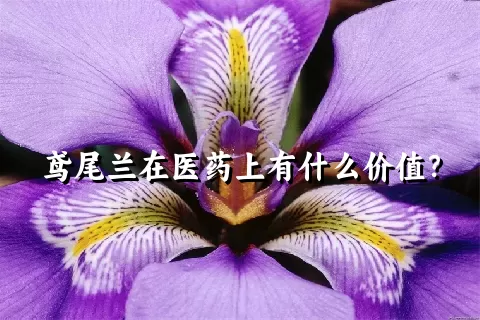 鸢尾兰在医药上有什么价值？