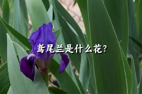 鸢尾兰是什么花？