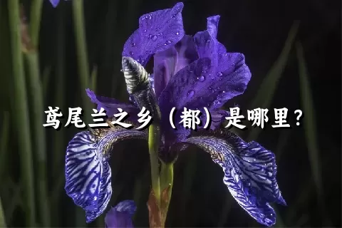 鸢尾兰之乡（都）是哪里？