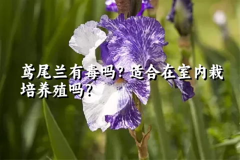 鸢尾兰有毒吗？适合在室内栽培养殖吗？