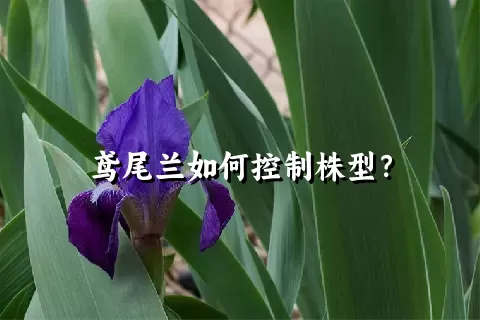 鸢尾兰如何控制株型？