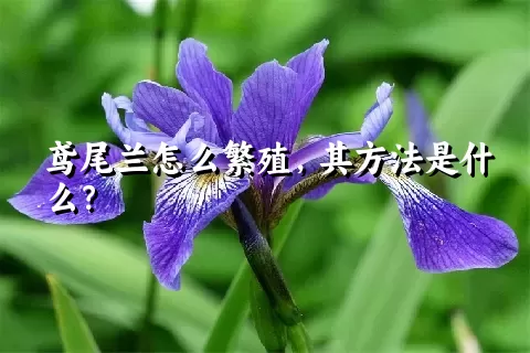 鸢尾兰怎么繁殖，其方法是什么？