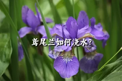 鸢尾兰如何浇水？