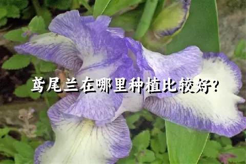 鸢尾兰在哪里种植比较好？