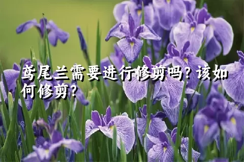 鸢尾兰需要进行修剪吗？该如何修剪？