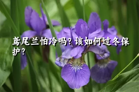 鸢尾兰怕冷吗？该如何过冬保护？