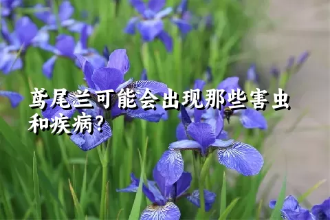 鸢尾兰可能会出现那些害虫和疾病？