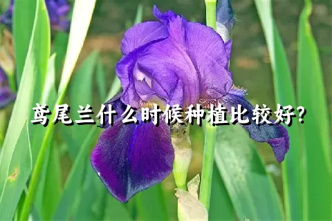 鸢尾兰什么时候种植比较好？