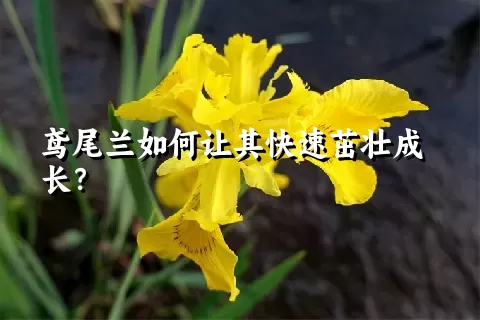 鸢尾兰如何让其快速茁壮成长？