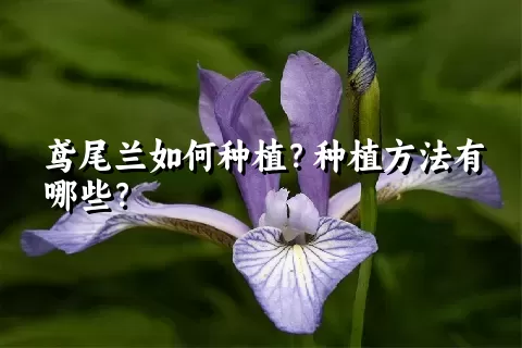 鸢尾兰如何种植？种植方法有哪些？