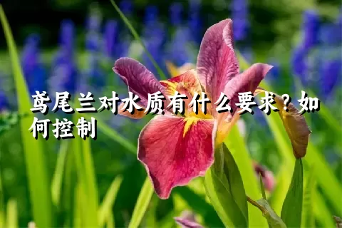 鸢尾兰对水质有什么要求？如何控制