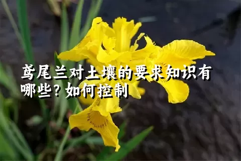 鸢尾兰对土壤的要求知识有哪些？如何控制