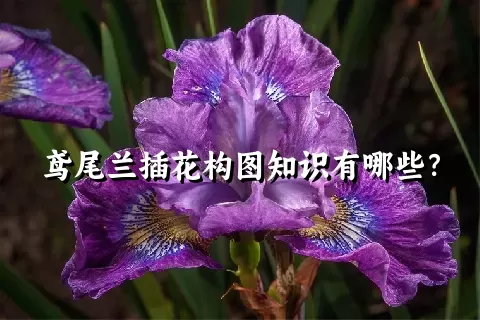 鸢尾兰插花构图知识有哪些？