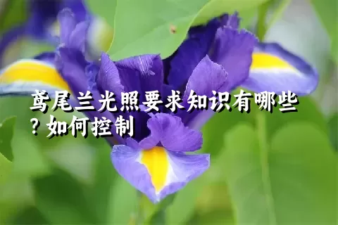 鸢尾兰光照要求知识有哪些？如何控制