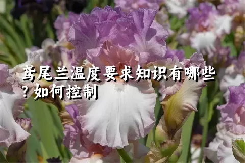 鸢尾兰温度要求知识有哪些？如何控制