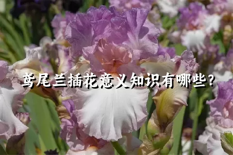 鸢尾兰插花意义知识有哪些？