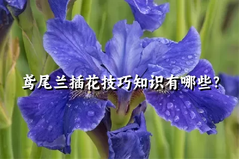 鸢尾兰插花技巧知识有哪些？