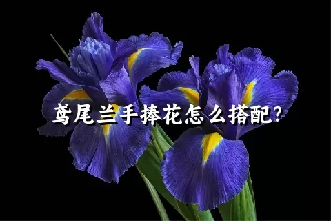 鸢尾兰手捧花怎么搭配？