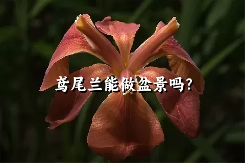 鸢尾兰能做盆景吗？