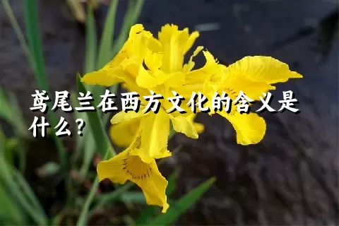 鸢尾兰在西方文化的含义是什么？