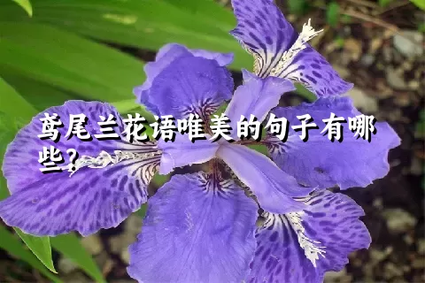 鸢尾兰花语唯美的句子有哪些？