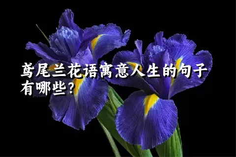 鸢尾兰花语寓意人生的句子有哪些？