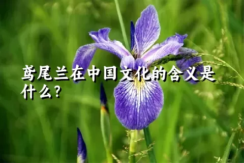 鸢尾兰在中国文化的含义是什么？