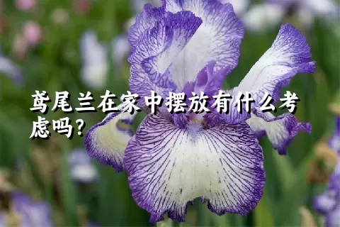 鸢尾兰在家中摆放有什么考虑吗？