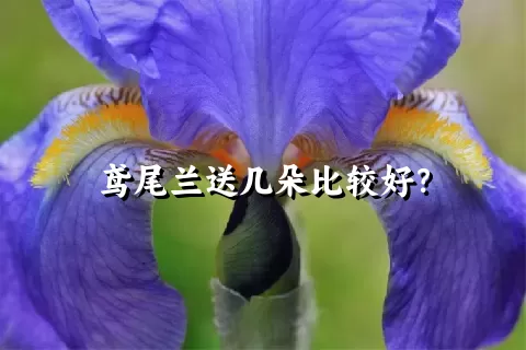 鸢尾兰送几朵比较好？