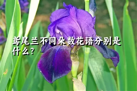 鸢尾兰不同朵数花语分别是什么？