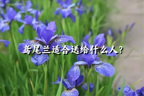 鸢尾兰适合送给什么人？