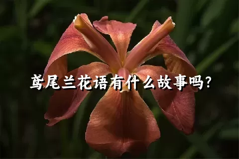 鸢尾兰花语有什么故事吗？