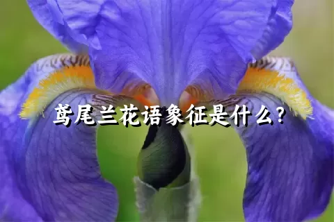 鸢尾兰花语象征是什么？