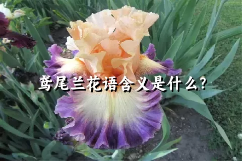 鸢尾兰花语含义是什么？