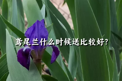 鸢尾兰什么时候送比较好？