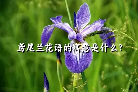 鸢尾兰花语的寓意是什么？