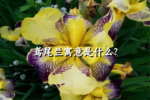 鸢尾兰寓意是什么？