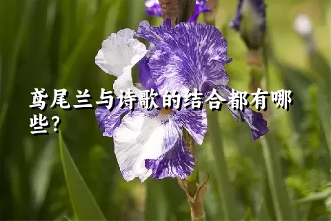 鸢尾兰与诗歌的结合都有哪些？