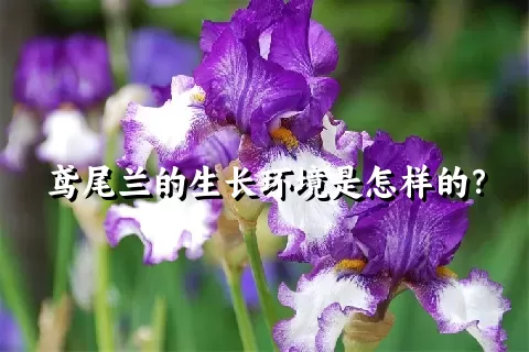 鸢尾兰的生长环境是怎样的？