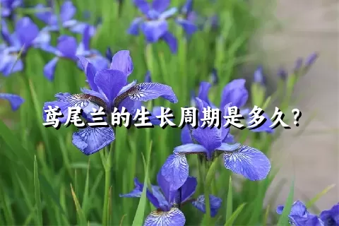 鸢尾兰的生长周期是多久？