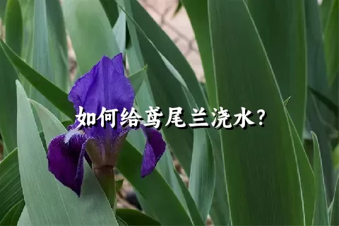 如何给鸢尾兰浇水？