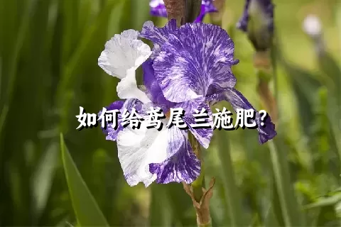 如何给鸢尾兰施肥？