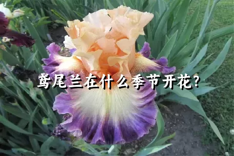 鸢尾兰在什么季节开花？