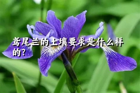 鸢尾兰的土壤要求是什么样的？