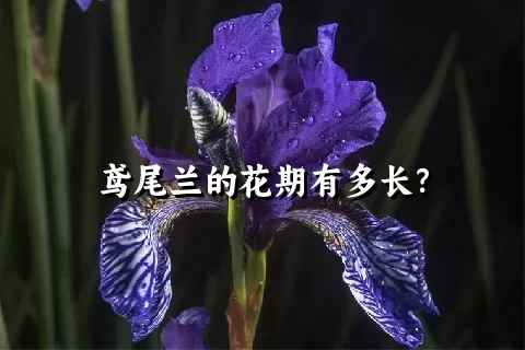 鸢尾兰的花期有多长？