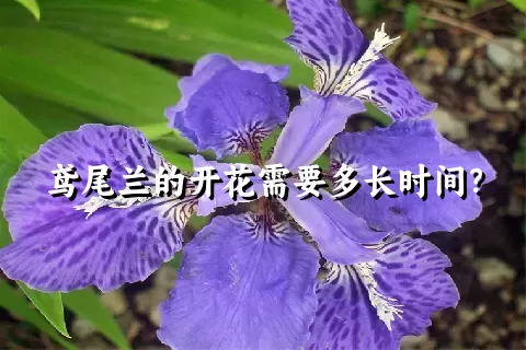 鸢尾兰的开花需要多长时间？