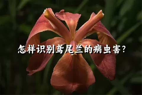 怎样识别鸢尾兰的病虫害？