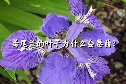 鸢尾兰的叶子为什么会卷曲？