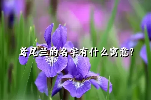 鸢尾兰的名字有什么寓意？